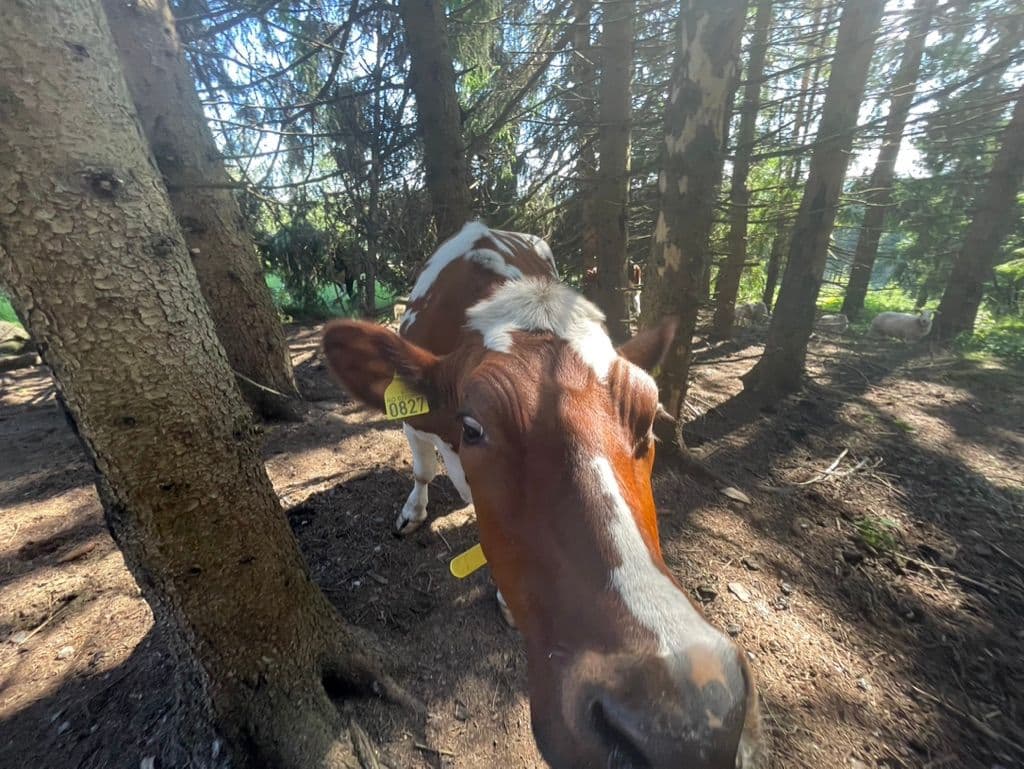 Moooo!